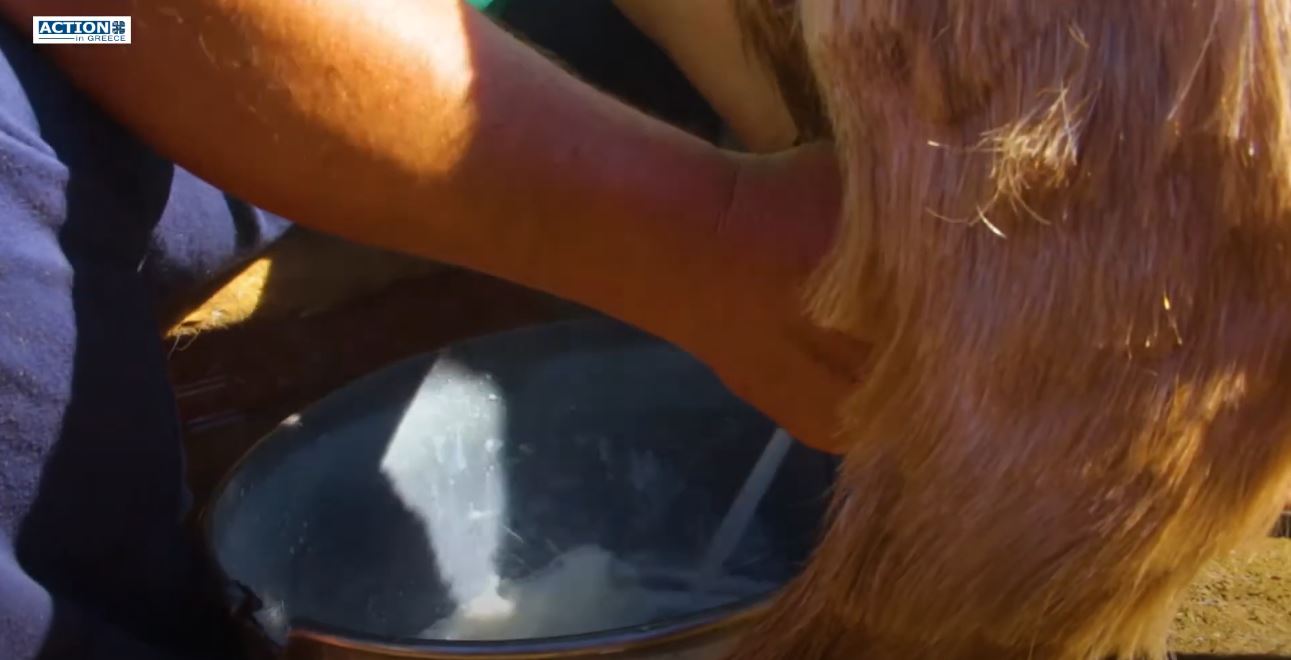 The Halkidiki Project : Οι αφηγήσεις της οικογένειας της Ροκανούδας. Κτηνοτροφία στη Σιθωνία !