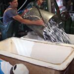 The Halkidiki Project : Aristoteles. Ammouliani. Fishing in the Gri Gri of Stelios Martygakis !