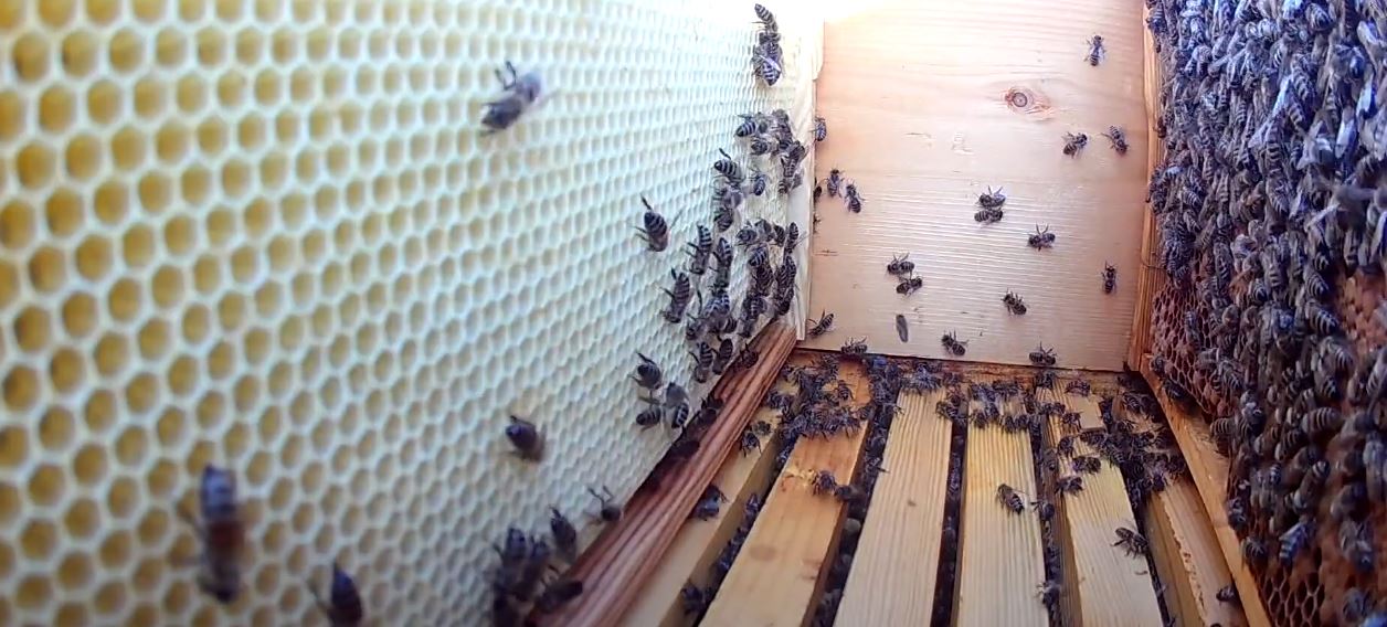 The Syros Project : Βιολογική Beez Σύρου!