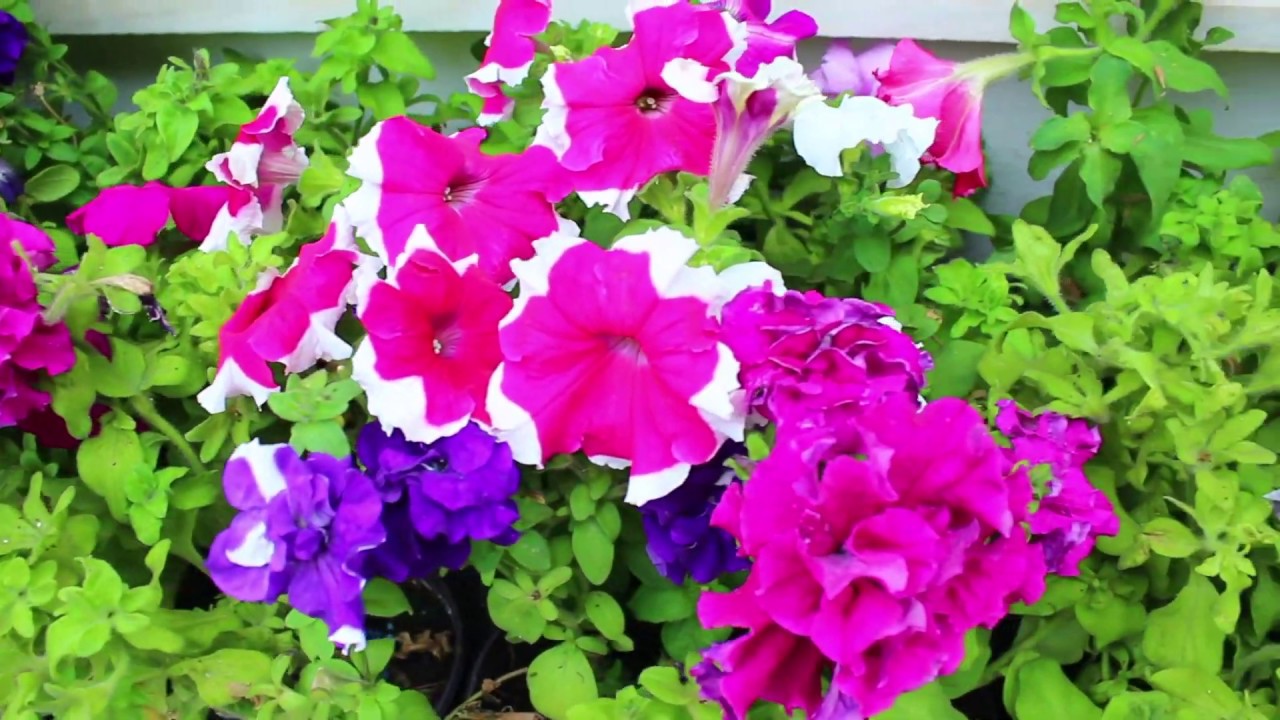 Action In Greece #The Syros Project #Lilium Flower shop in Ermoupolis!