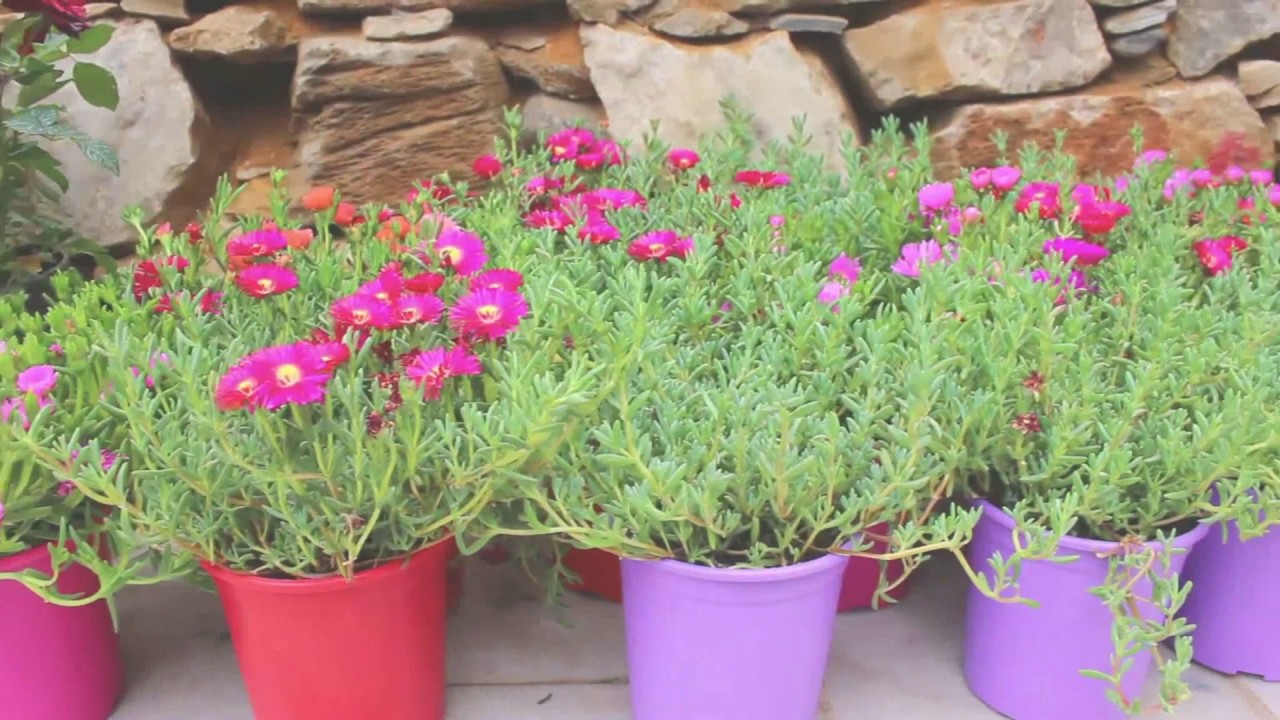 Action In Greece #The Syros Project #Lilium Flower shop in Ermoupolis!